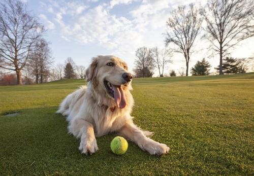 Il costo per la realizzazione di un dog park privato dipende dalle attrezzature che si vogliono installare