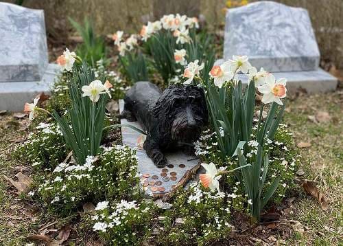 Il costo di un cimitero per animali deve tener conto anche di quelli per un inceneritore.