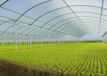 Una guida per calcolare quanto costa realizzare una serra agricola professionale.