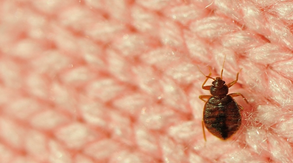 Il costo per una disinfestazione per le cimici da letto dipende dalla gravità dell'infestazione.