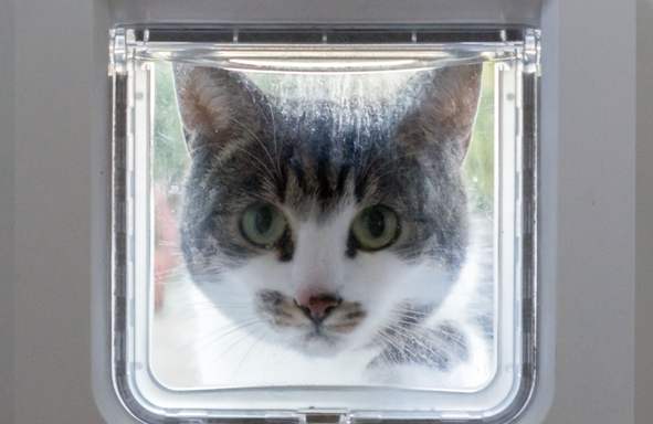 Il costo per l'installazione di una gattaiola dipende dalla tipologia e dal tipo di supporto su cui deve essere installata.