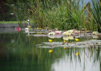 Una guida per calcolare quali sono i prezzi per realizzare un laghetto artificiale in giardino.