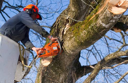 Il costo per la potatura di alberi dipende dalla loro ubicazione e dalla loro altezza. Qui la potatura di un albero ad alto fusto.