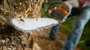 Per abbattere un albero devi chidere dei preventivi gratuiti su Edilnet