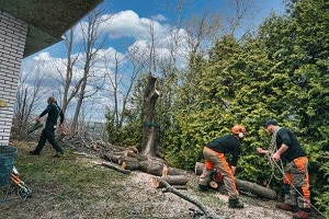 Per sapere quanto costa un intervento di abbattimento alberi in provincia di Roma devi chiedere un preventivo a diverse imprese di giardinaggio su Edilnet