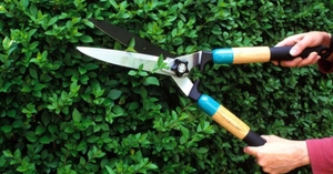 La potatura di piante e arbusti di ogni genere viene eseguita da giardinieri professionisti partner di Edilnet