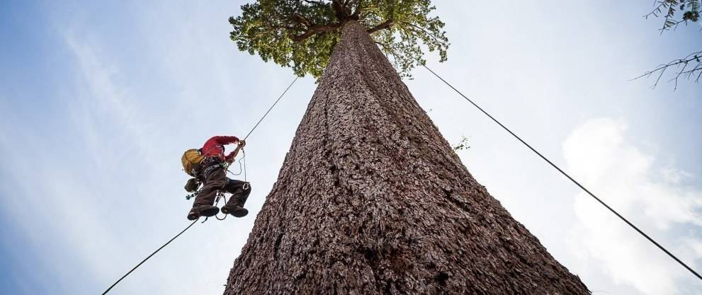 Solo operatori esperti nel tree climbing sono in grado di intervenire su alberi d'alto fusto.