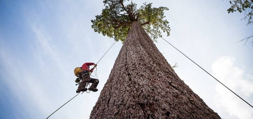 Gli operatori specializzati in tree climbing possono effettuare interventi su alberi d'alto fusto.
