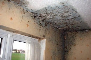 Per il risanamento di ambienti sarà opportuno rivolgersi solo a imprese della propria zona partner di Edilnet che possano fornire preventivi dettagliati.