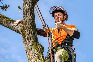 Per l'abbattimento di alberi pericolanti può essere necessario richiedere preventivi alle imprese specializzate nella propria zona su Edilnet