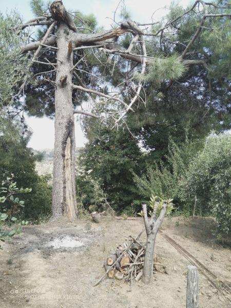Potatura urgente di pino colpito da fulmine a Gioiosa Marea (ME) - Foto 1