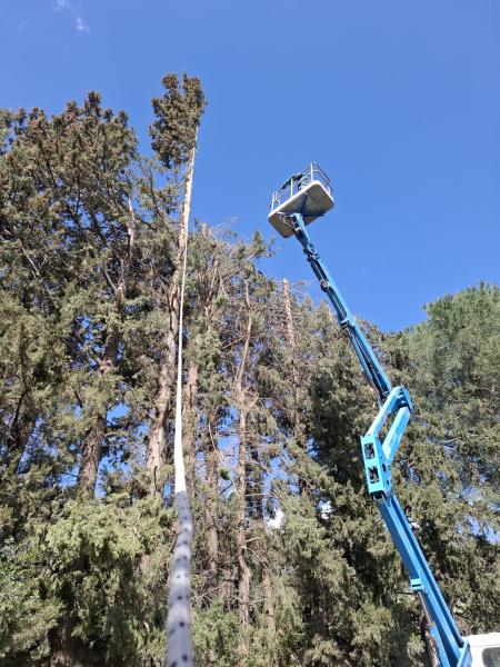 Taglio alberi  - Foto 1