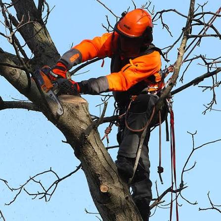 Tree climbing - potatura in quota - Foto 1
