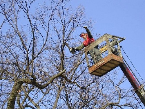 LAVORI DI GIARDINAGGIO E MANUTENZIONE GIARDINO - Foto 1