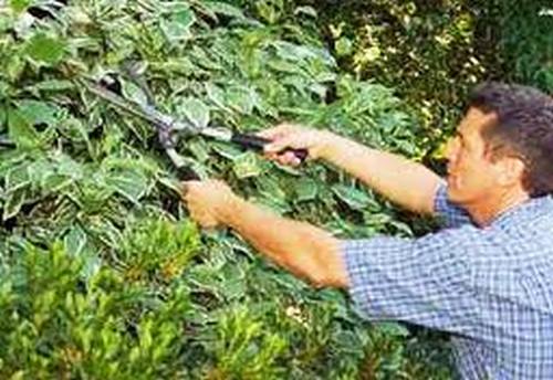 LAVORI DI GIARDINAGGIO E MANUTENZIONE GIARDINO - Foto 3