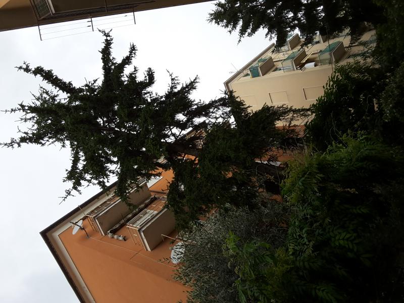 Abbattimento di un pino rosso in luogo abitato
