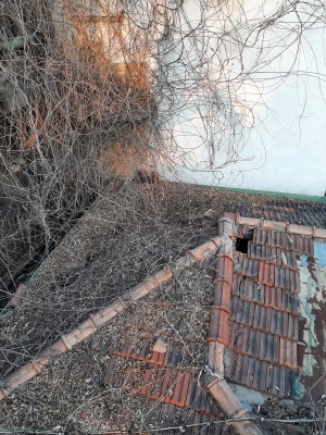 Foto 3 per la domanda: Come eliminare o almeno contenere il glicine?