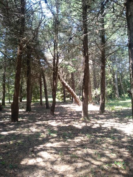 Abbattere un albero inclinato in un boschetto priv...