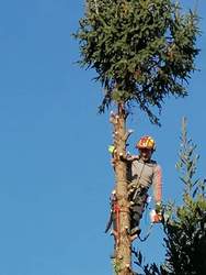 Treeclimber-Service
