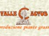 Valle Cactus