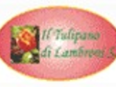Tulipano