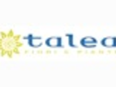 Talea Verde