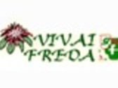 Freda Giuseppe