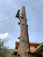 Arborigeno Di Celani Tommaso