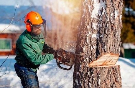 Il costo per l'abbattimento di alberi dipende dalle dimensioni e dall'ubicazione dell'albero da tagliare. Qui l'abbattimento di un albero in un parco pubblico.