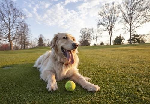 Il costo per la realizzazione di un dog park privato dipende dalle attrezzature che si vogliono installare