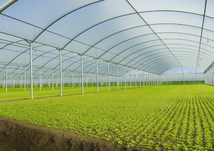 Una guida per calcolare quanto costa realizzare una serra agricola professionale.
