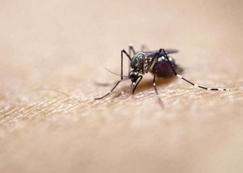 il costo per una disinfestazione zanzare varia in funzione delle dimensioni dell'ambiente da bonificare.