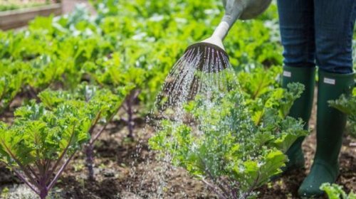 Il costo di un giardinere viene calcolato su base oraria.