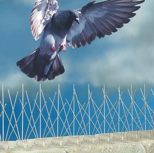 Installazione dissuasori per piccioni: quale il costo 