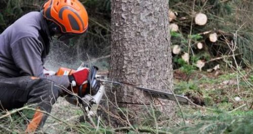 L'abbattimento di un albero pericolante in un giardino privato