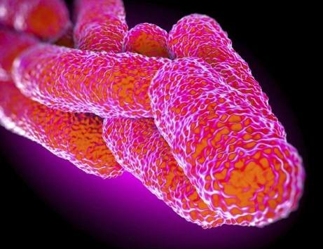 Un'immagine del batterio della legionella.