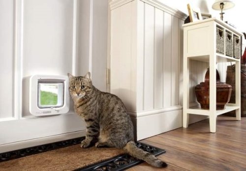 Una gattaiola installata direttamente sul muro di una casa.