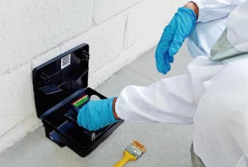 La posa di una trappola per topi nel corso di un intervento di derattizzazione a Torino.