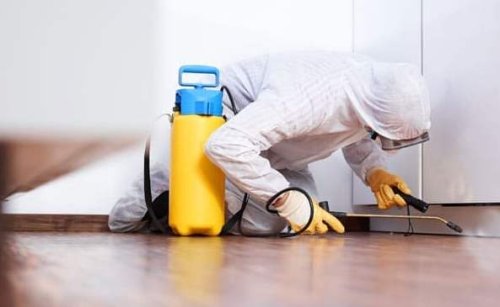 Un intervento di disinfestazione da pulci.