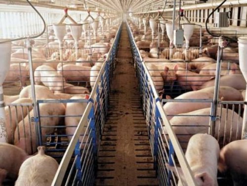 Un allevamento di suini per cui si è dovuta realizzare la pratica AIA.