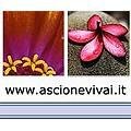 logo_Ascione Vivai