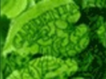 logo_GARDENIA