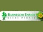 logo_BARNESCHI VIVAI
