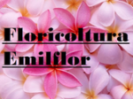 logo_Floricoltura Emilflor