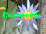 logo_Euroverde Di D'amore Alfredo