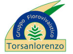logo_TORSANLORENZO GRUPPO FLOROVIVAISTICO