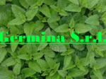 logo_Germina S.r.l.