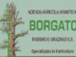 logo_Vivai Borgato