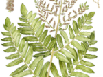 logo_Osmunda Regalis - Il Bio Giardinaggio