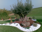 logo_Nicogiardini